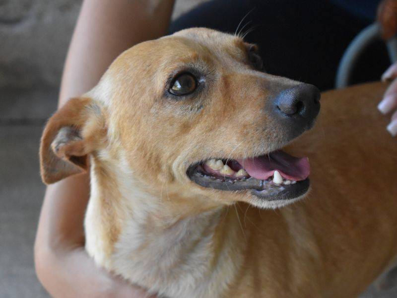 Adozione cane, maschio, Razza sconosciuta Razza sconosciuta, 4 anni e 2 mesi, taglia piccola, Roma