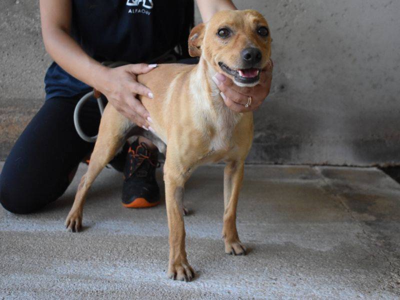 Adotta un cane, maschio, 4 anni e 2 mesi, Roma