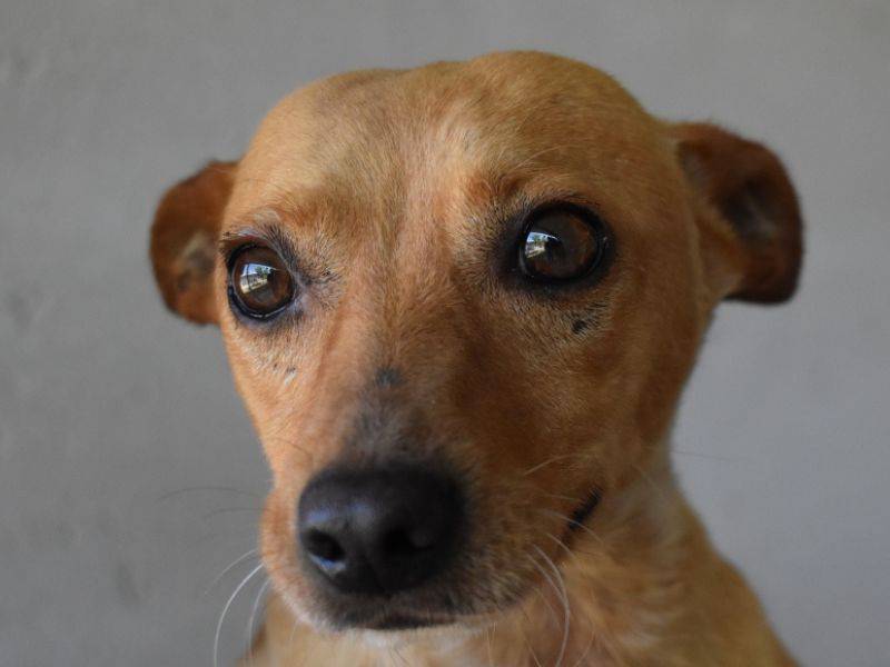 Adotta un cane, taglia piccola, maschio, Roma