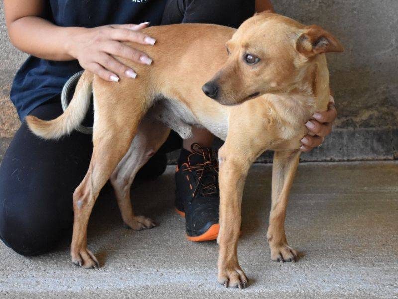 Vuoi adottare un cane a Roma?