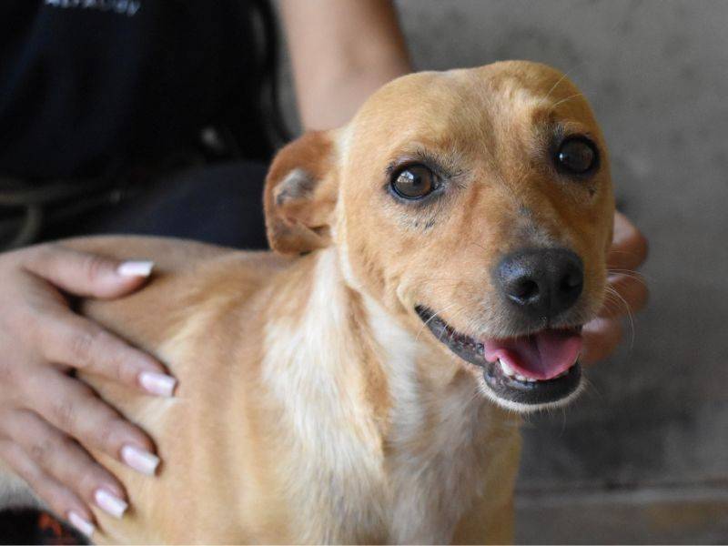 Adotta il cane Caspian a Roma