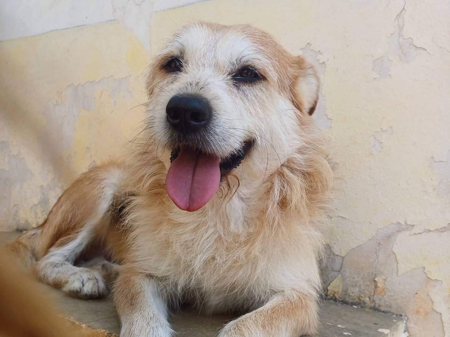 Adozione cane, maschio, Razza sconosciuta Razza sconosciuta, 5 anni e 1 mese, taglia media, Lecce