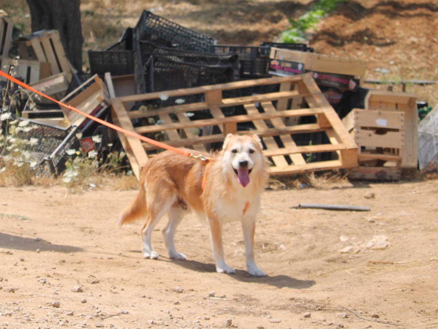 Adotta un cane, maschio, 5 anni e 1 mese, Lecce