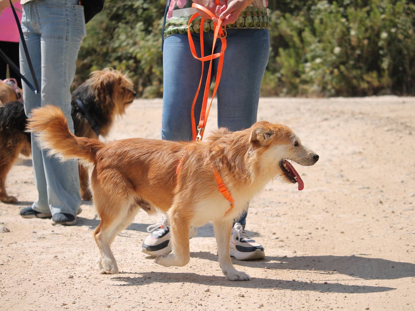 Adotta un cane, taglia media, maschio, Lecce