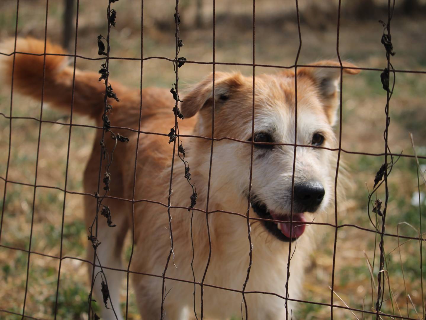Vuoi adottare un cane a Lecce?