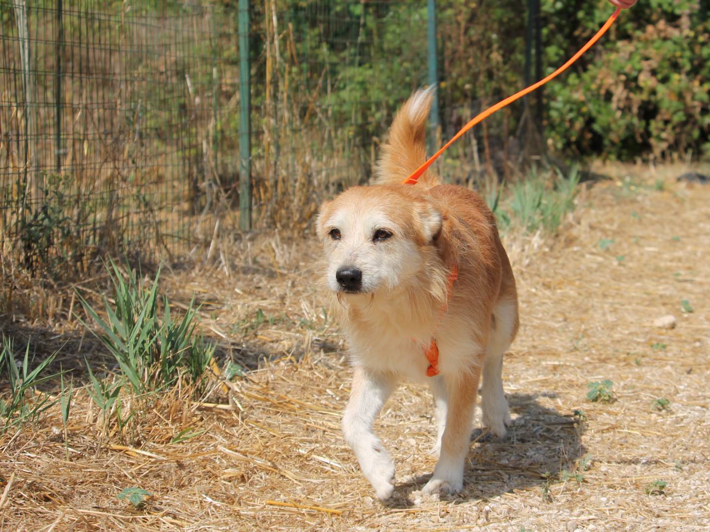 Adotta il cane Gennaro a Lecce