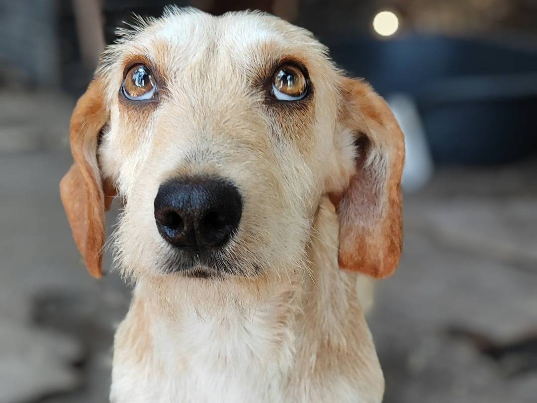 Adozione cane, maschio, Bassotto Spinone, 10 mesi, taglia piccola, Messina