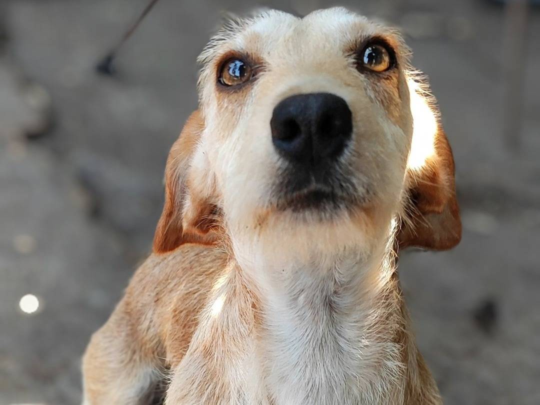 Adotta un cane, maschio, 10 mesi, Messina