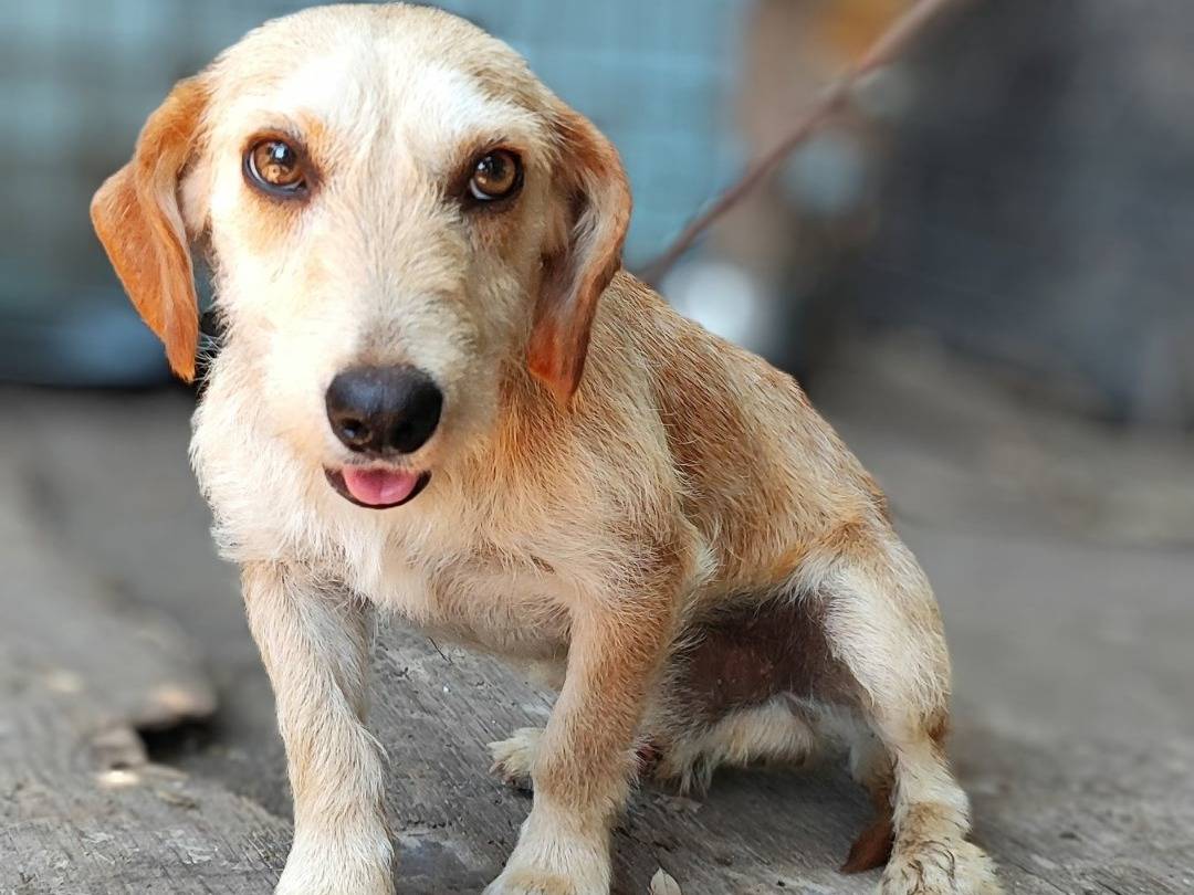 Vuoi adottare un cane a Messina?
