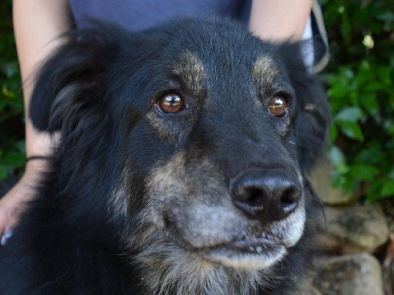 Adozione cane, maschio, Razza sconosciuta Razza sconosciuta, 4 anni e 6 mesi, taglia grande, Roma