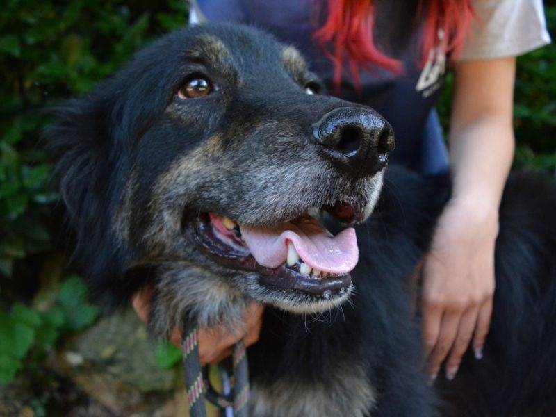 Adotta un cane, maschio, 4 anni e 6 mesi, Roma