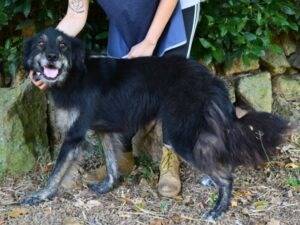 Vuoi adottare un cane a Roma?