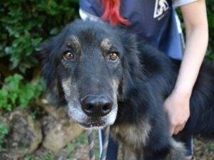 Adotta il cane Pinot a Roma