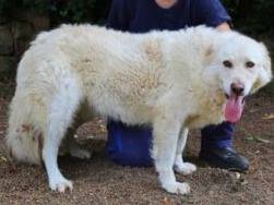 Vuoi adottare un cane a Roma?