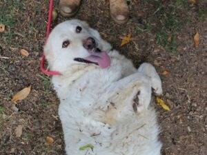 Adotta il cane Fyona a Roma