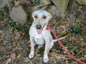 Vuoi adottare un cane a Roma?