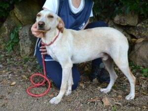 Adotta il cane Ramesh a Roma