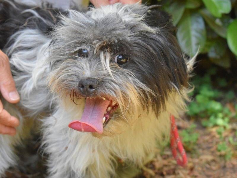 Vuoi adottare un cane a Roma?