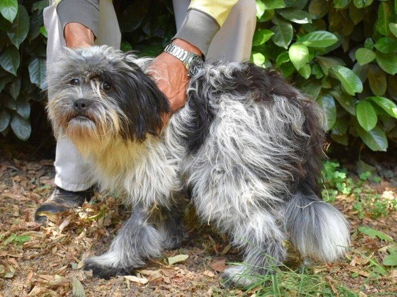 Adotta il cane Baudolino a Roma