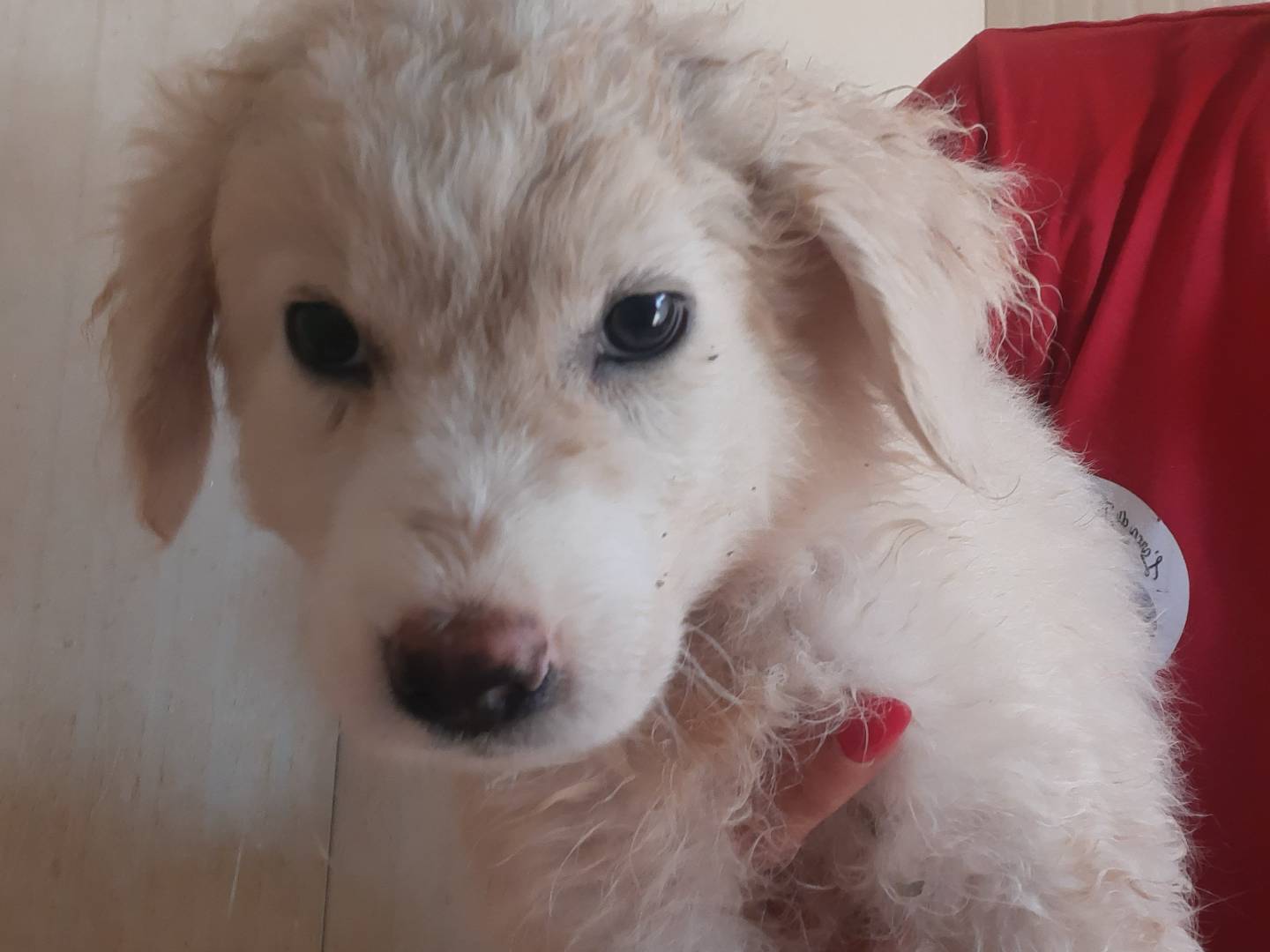 Adotta il cane Nebula a Trapani