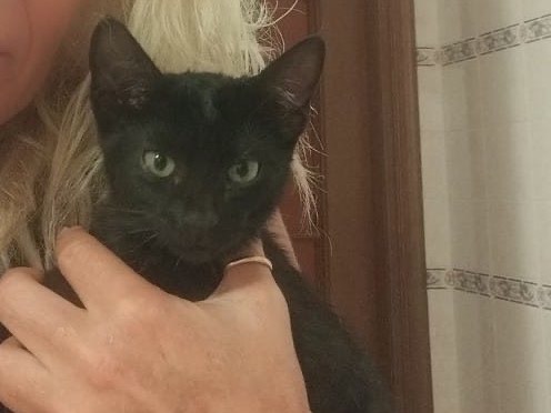 Adotta un gatto, maschio, 1 mesi, Torino