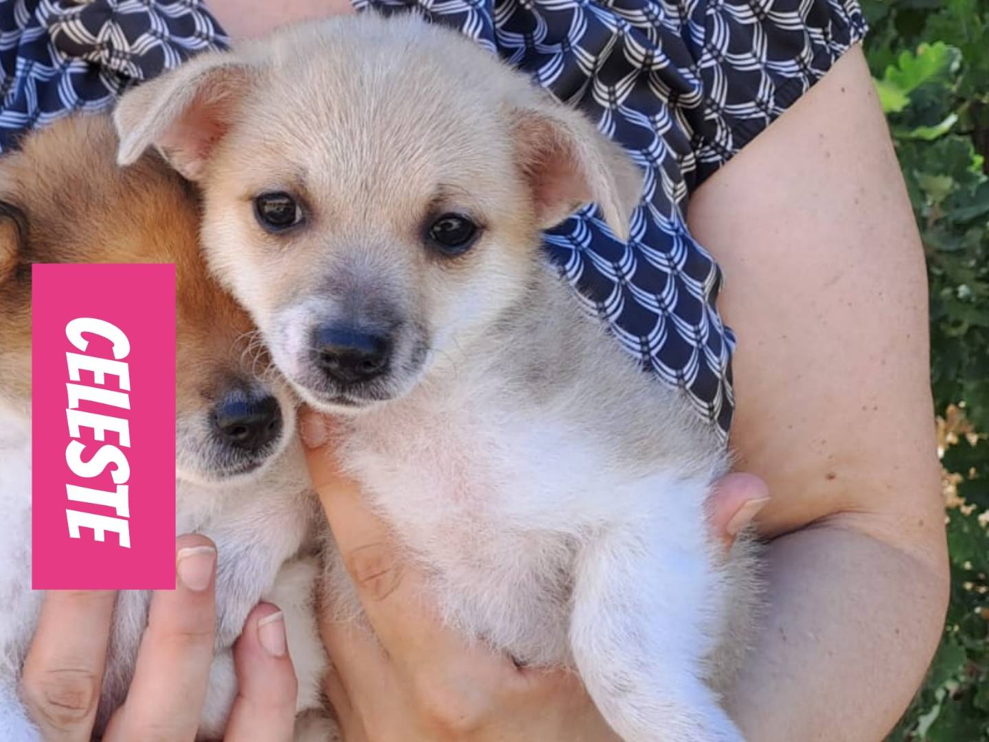 Adozione cane, femmina, Razza sconosciuta Razza sconosciuta, 1 mesi, taglia piccola, Bari