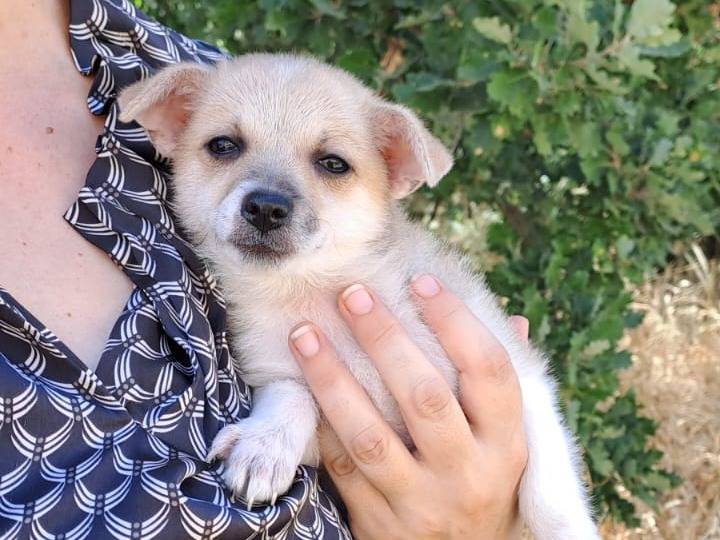 Adotta un cane, femmina, 1 mesi, Bari