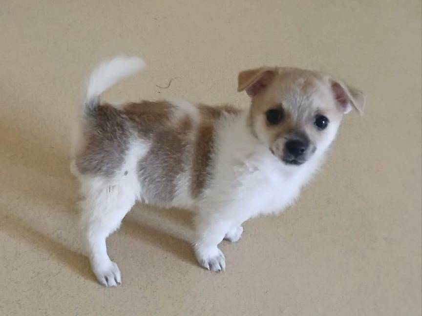 Adotta un cane, taglia piccola, femmina, Bari
