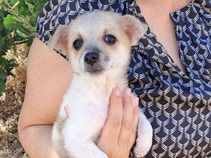 Vuoi adottare un cane a Bari?