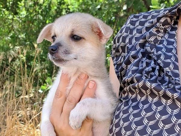 Adotta il cane Celeste a Bari
