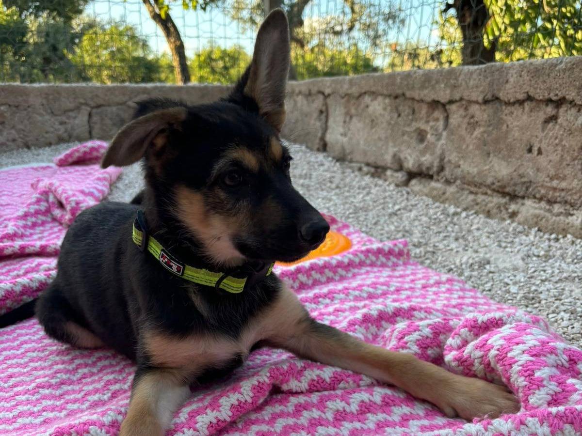 Adozione cane, femmina, Pastore tedesco Razza sconosciuta, 3 mesi, taglia media, Bari