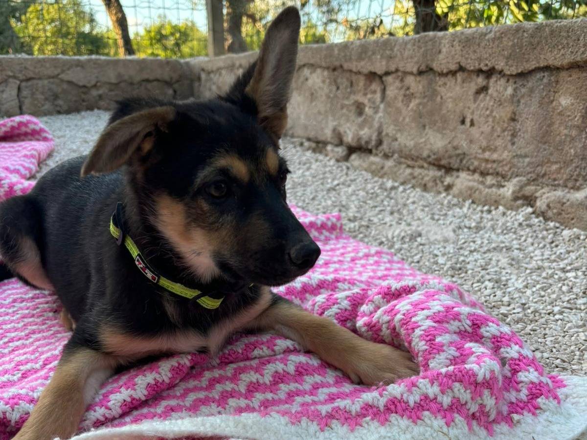 Adotta un cane, femmina, 3 mesi, Bari