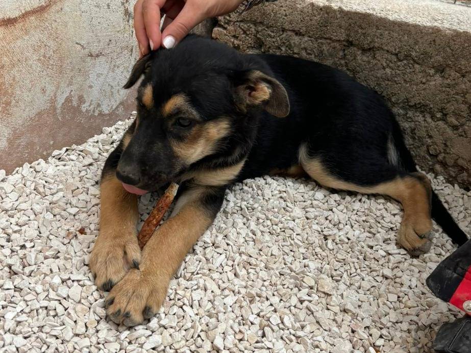 Adotta un cane, taglia media, femmina, Bari