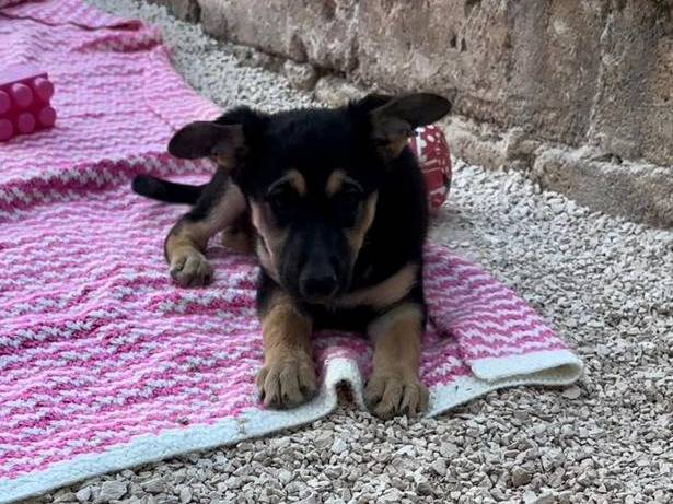 Adotta il cane Ziva a Bari