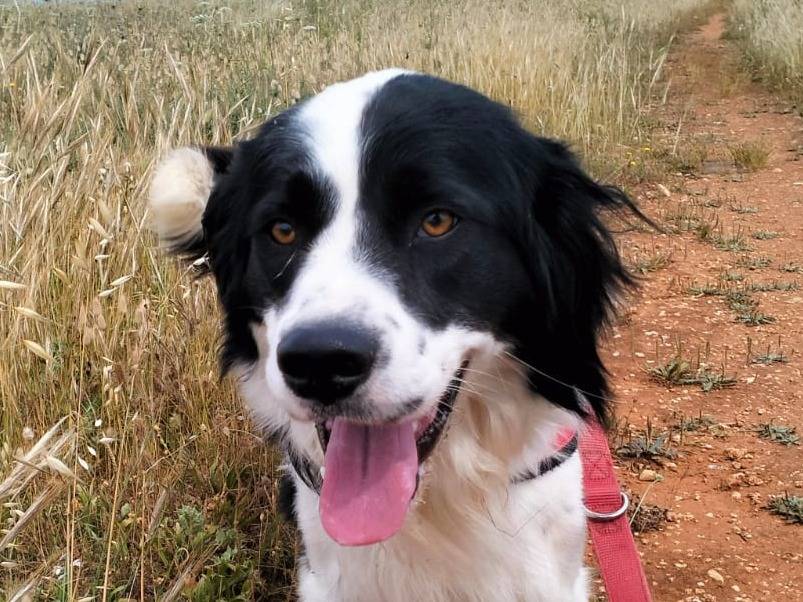 Vuoi adottare un cane a Lecce?