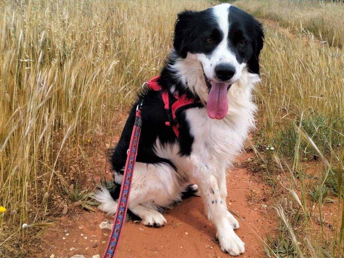 Adotta il cane Matteo a Lecce
