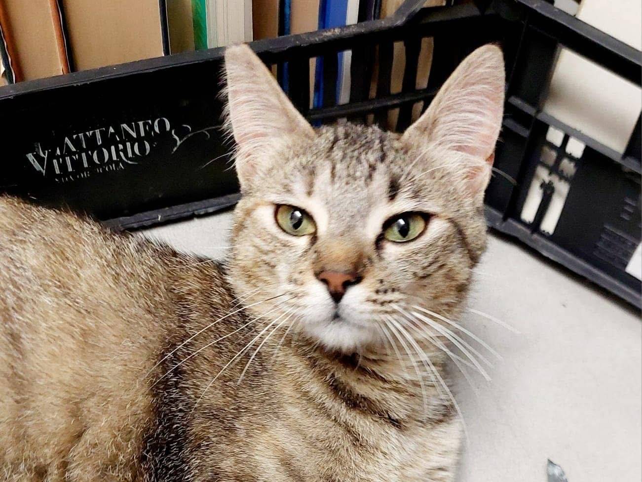 Adozione gatto, femmina, Razza sconosciuta Razza sconosciuta, 1 anno e 2 mesi, taglia non valida, Lecco