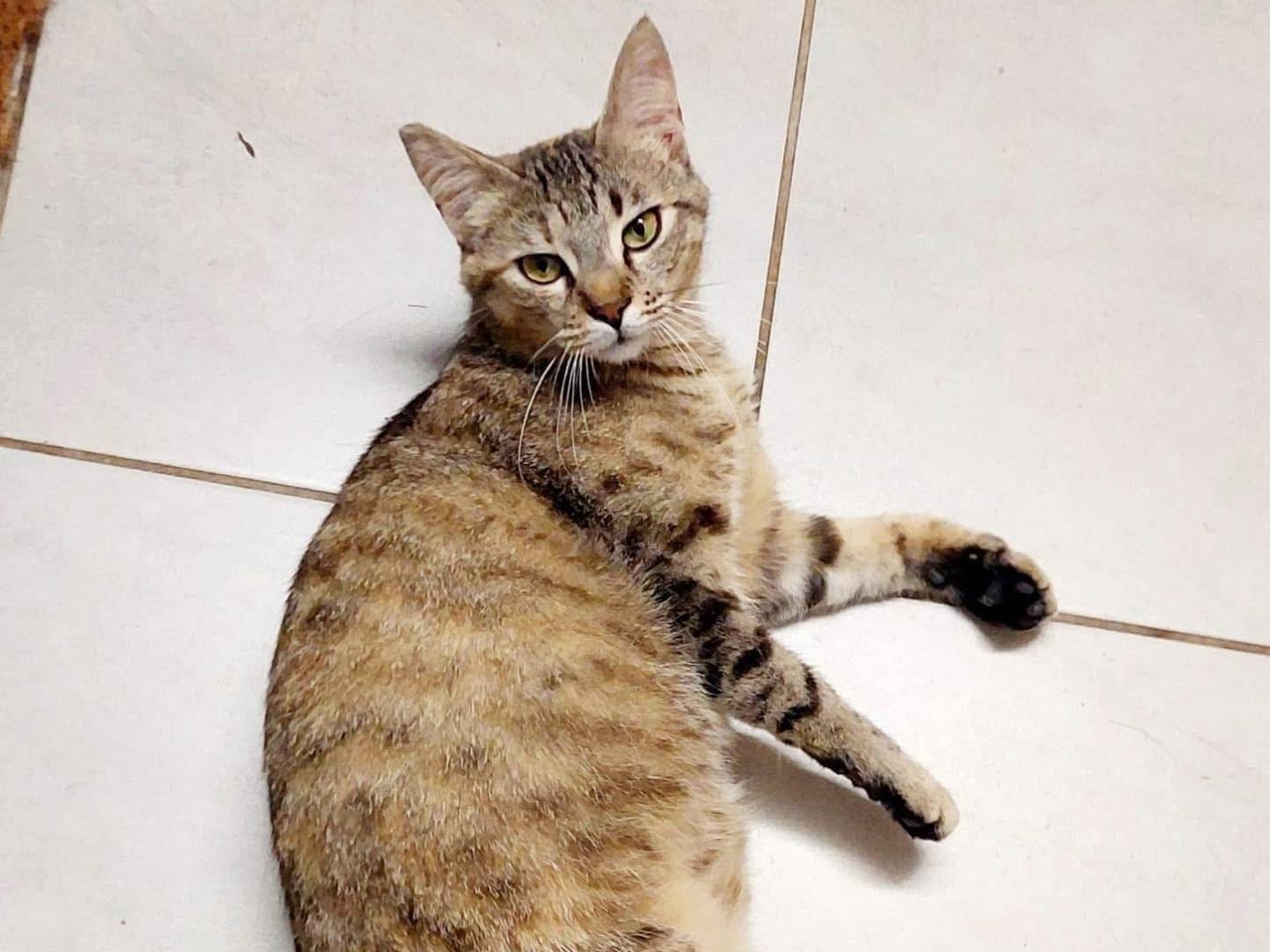 Adotta un gatto, femmina, 1 anno e 2 mesi, Lecco