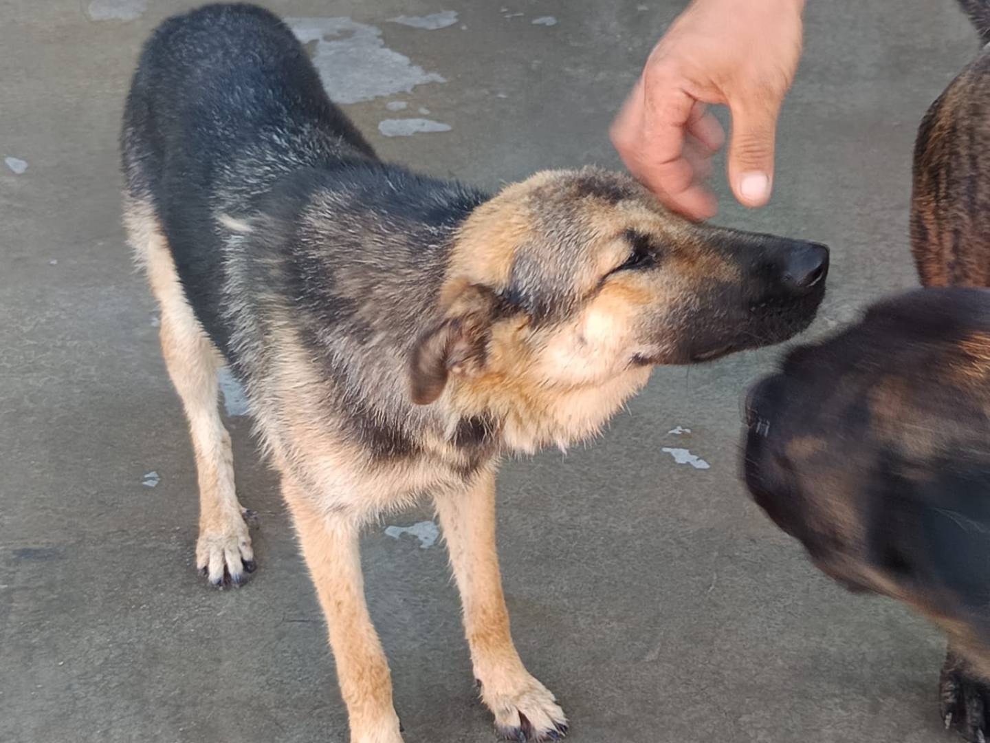 Vuoi adottare un cane a Como?