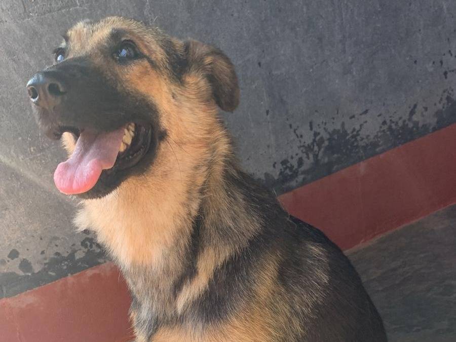 Adotta il cane Noa a Como