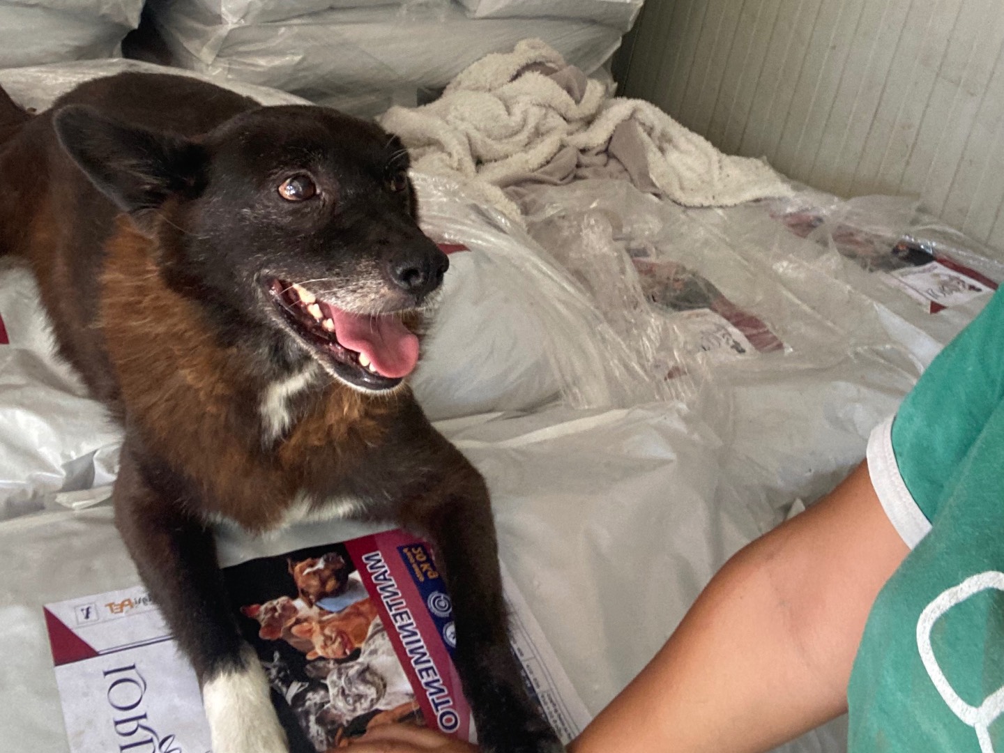 Adozione cane, maschio, Razza sconosciuta Razza sconosciuta, 10 anni, taglia media, Caserta