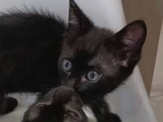 Adozione gatto, maschio, Razza sconosciuta Razza sconosciuta, 3 mesi, taglia non valida, Torino