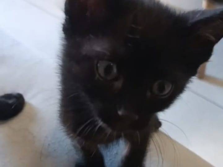 Adotta un gatto, maschio, 3 mesi, Torino