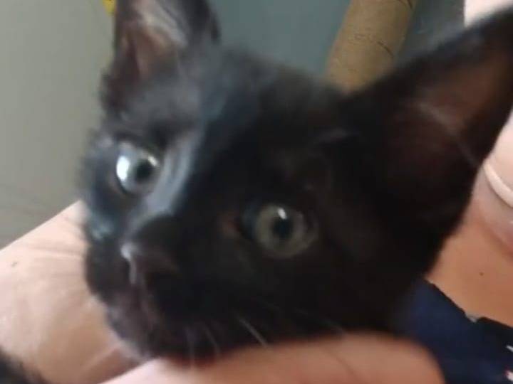 Adotta un gatto, taglia non valida, maschio, Torino