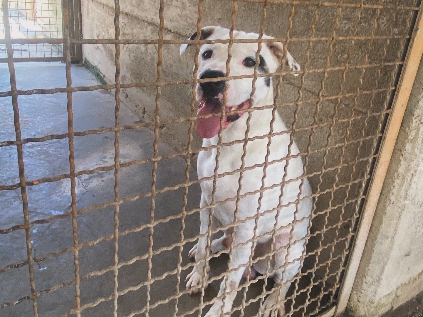Adotta un cane, maschio, 3 anni, Caserta