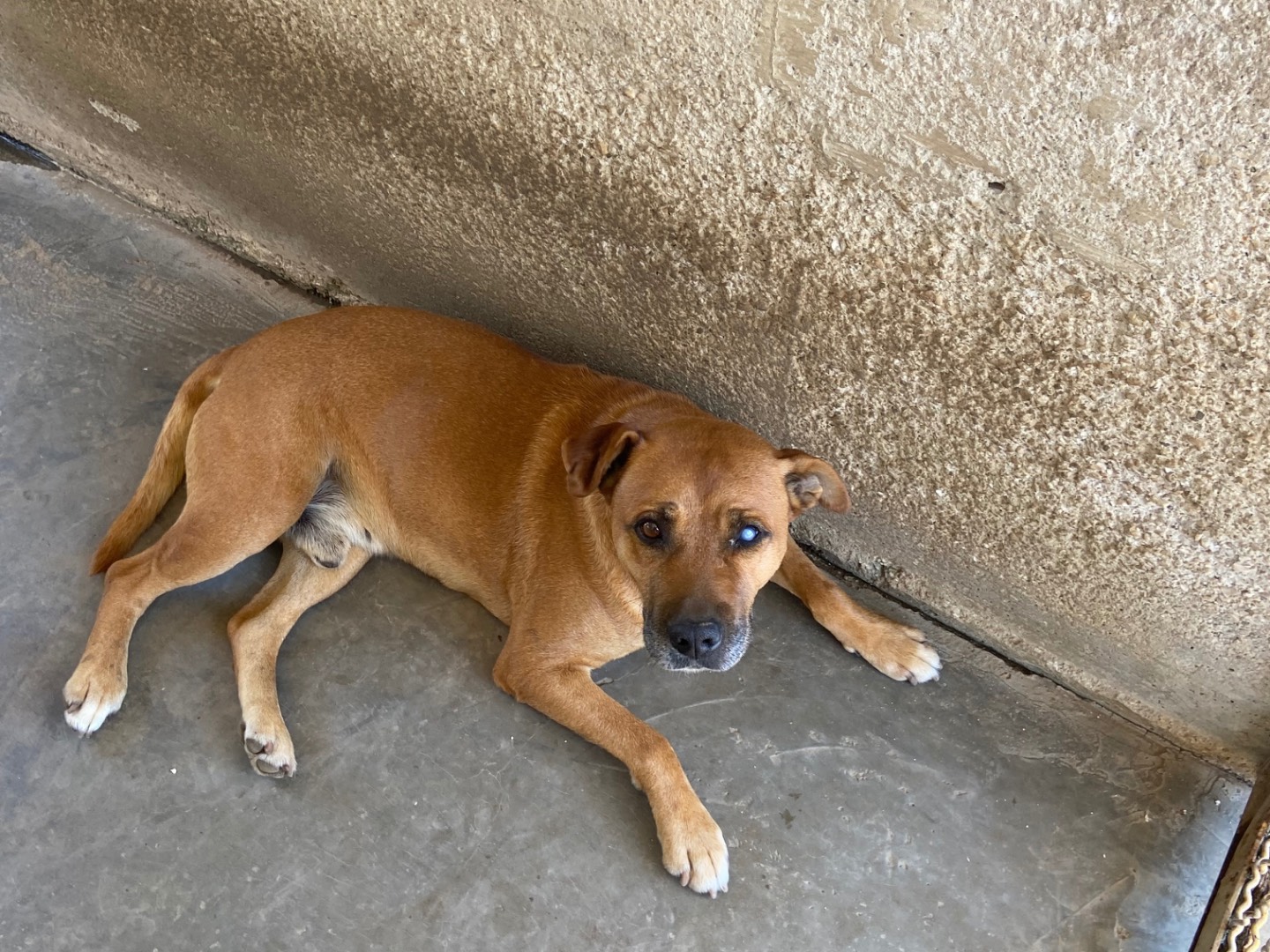 Adozione cane, maschio, Pitbull Amstaff, 10 anni, taglia media, Caserta