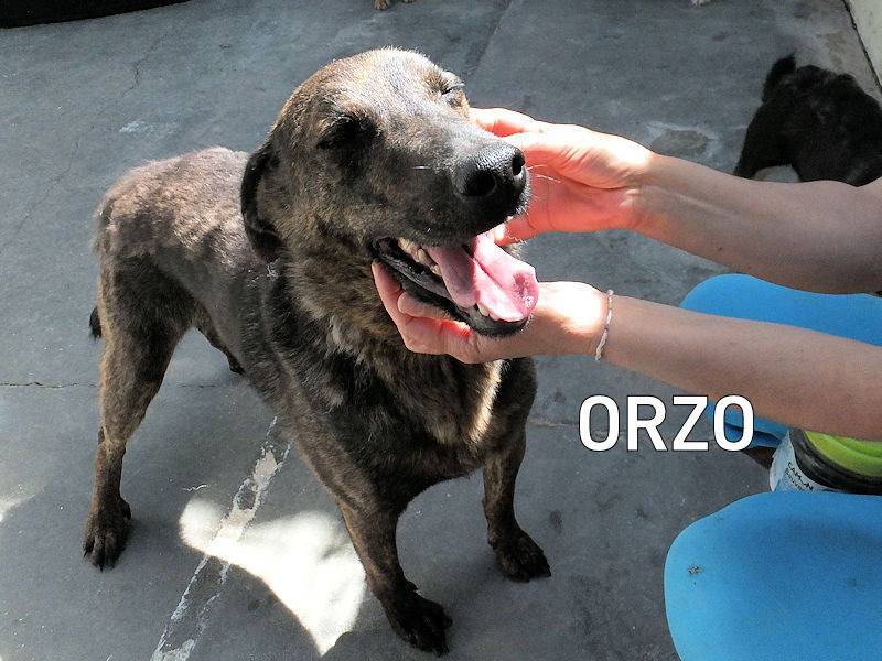 Adozione cane, maschio, Razza sconosciuta Razza sconosciuta, 8 anni e 4 mesi, taglia media, Frosinone