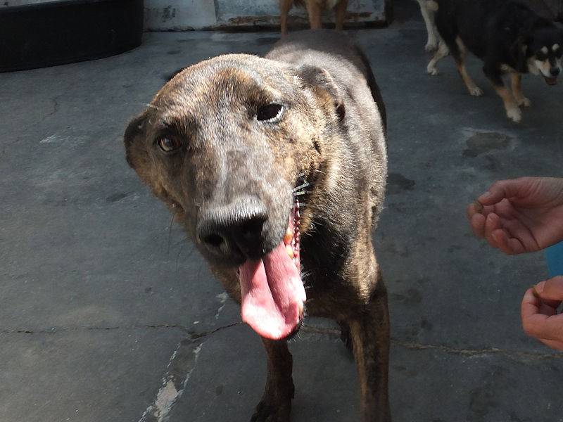 Adotta un cane, taglia media, maschio, Frosinone