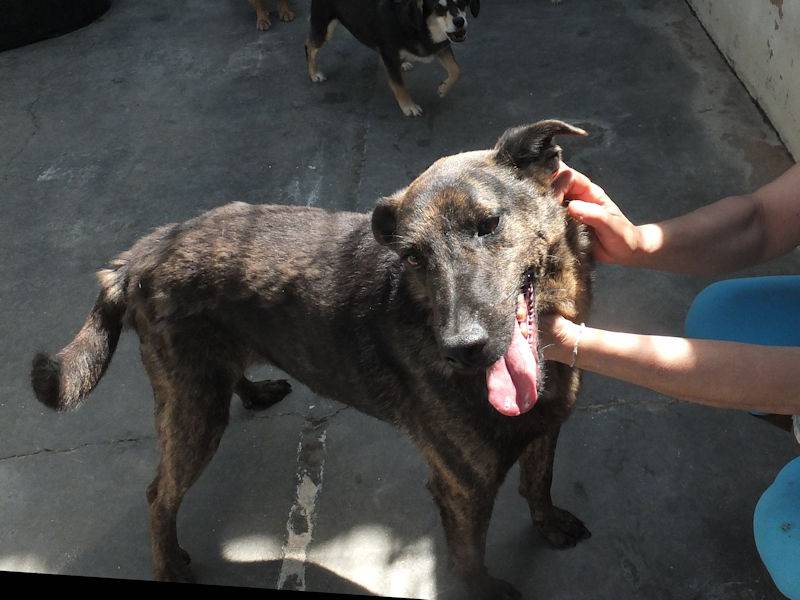 Vuoi adottare un cane a Frosinone?