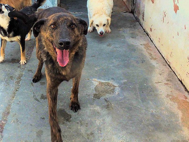 Adotta il cane ORZO a Frosinone
